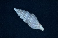 藏品(河村捲管螺)的圖片